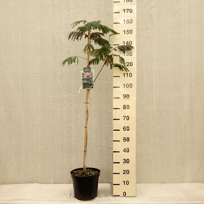 Albizia julibrissin Eveys Pride 7.5L/10L pot sample as delivered in autumn