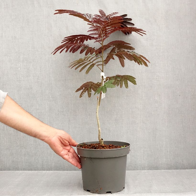 Albizia julibrissin Eveys Pride 4L/5L pot sample as delivered in summer