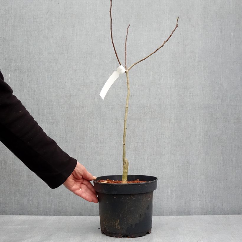 Albizia julibrissin Eveys Pride 4L/5L pot sample as delivered in spring