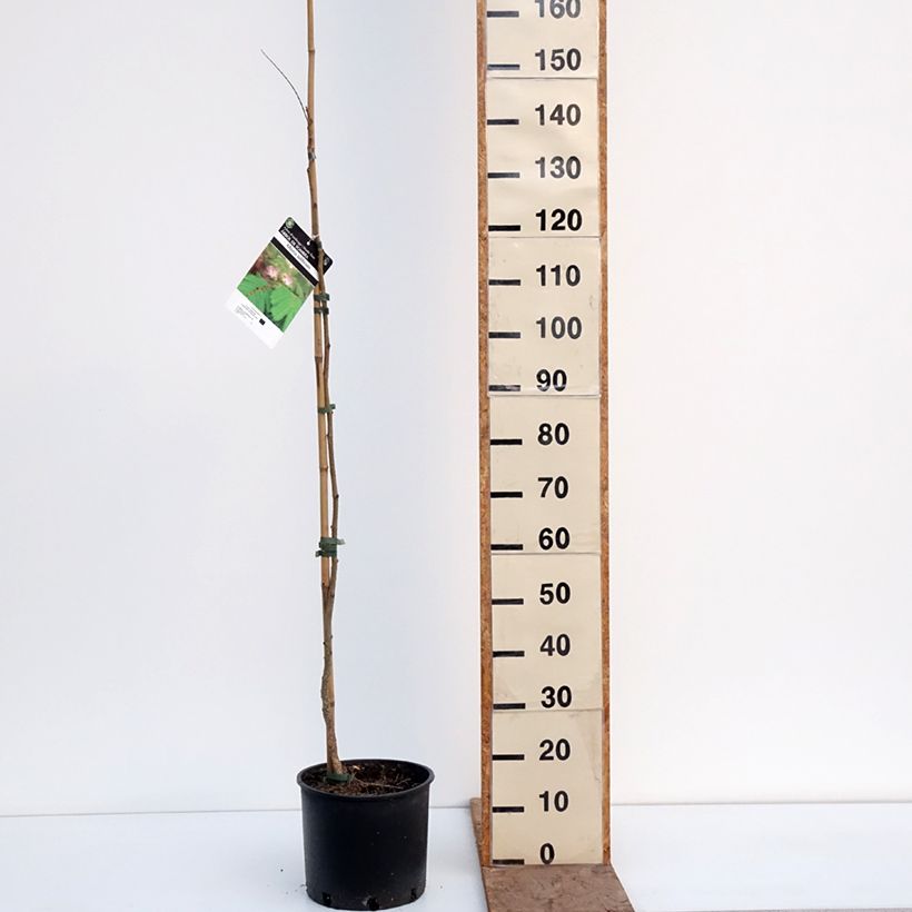 Albizia julibrissin Rosea 7.5L/10L pot sample as delivered in winter