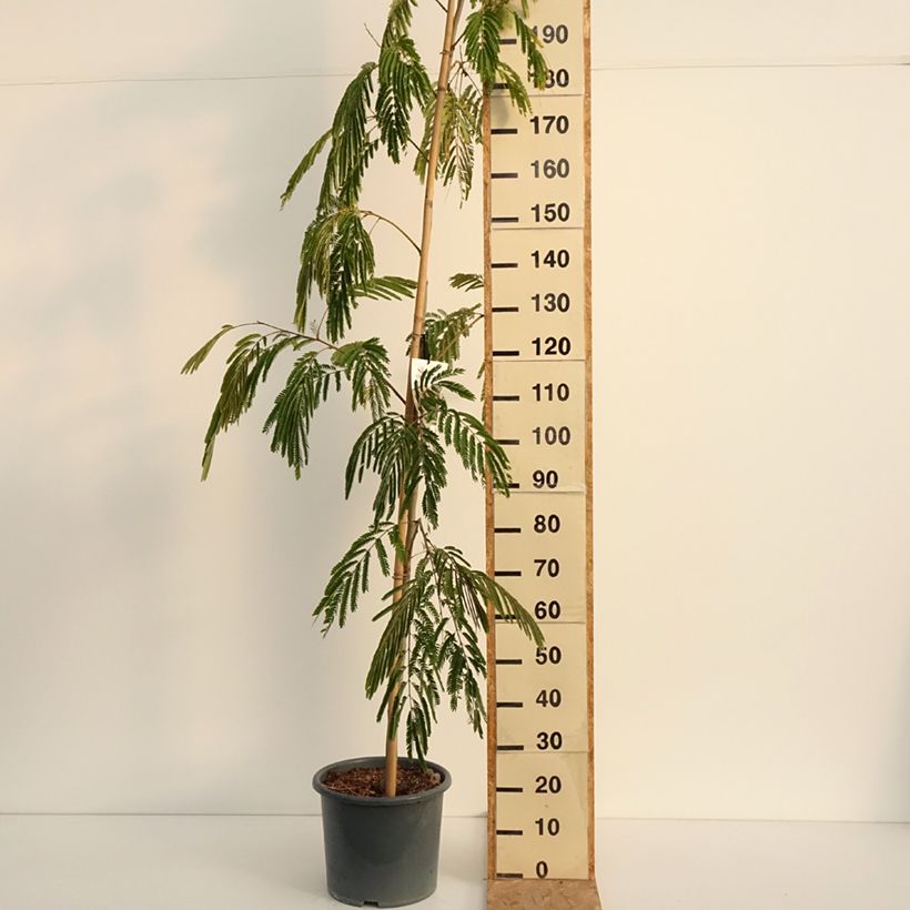 Albizia julibrissin Rouge Selection 7.5L/10L pot, Sapling sample as delivered in summer