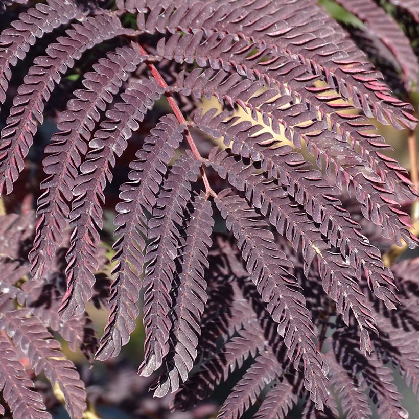 Albizzia julibrissin Summer Chocolate (Foliage)