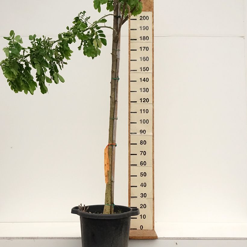 Albizia saman - Monkey pod tree 50L/55L pot sample as delivered in autumn