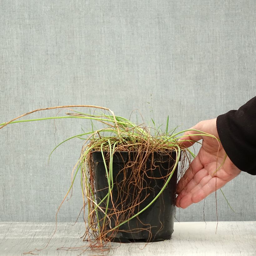 Albuca shawii  3L/4L pot sample as delivered in autumn