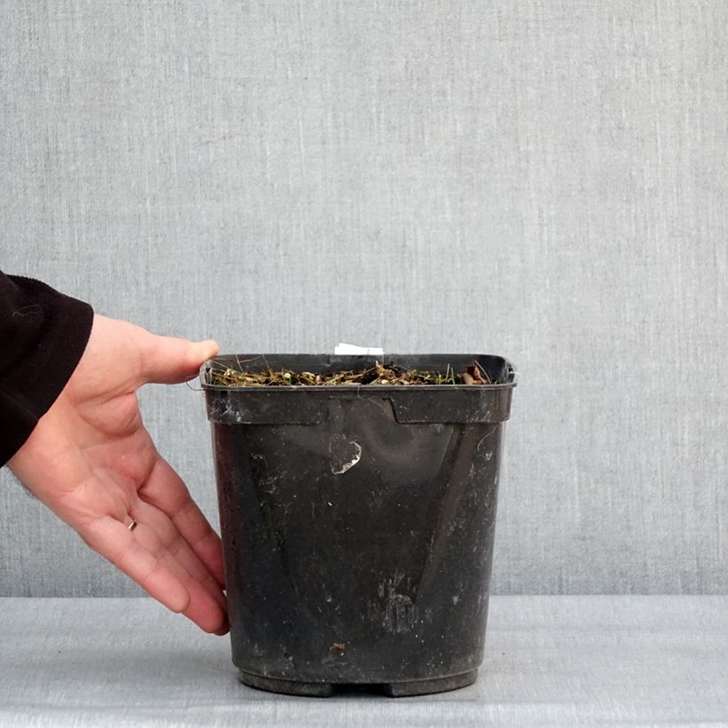 Albuca shawii  3L/4L pot sample as delivered in winter