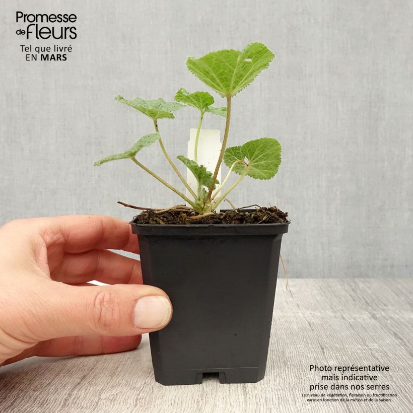 Alcea ficifolia  8/9 cm pot sample as delivered in spring