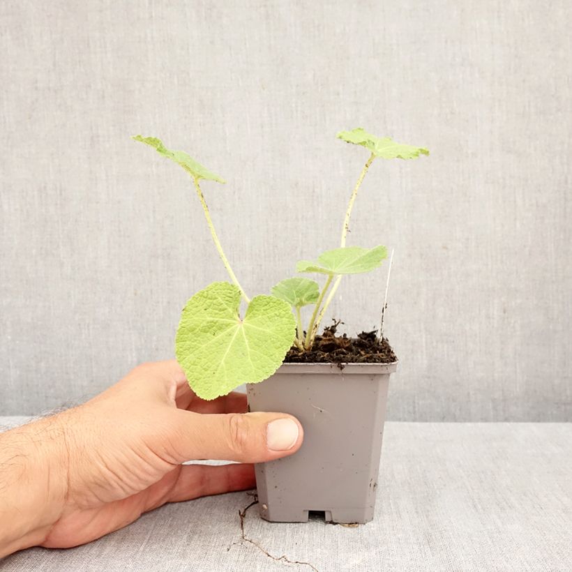 Alcea rosea 'Simplex' 7/8 cm pot sample as delivered in autumn