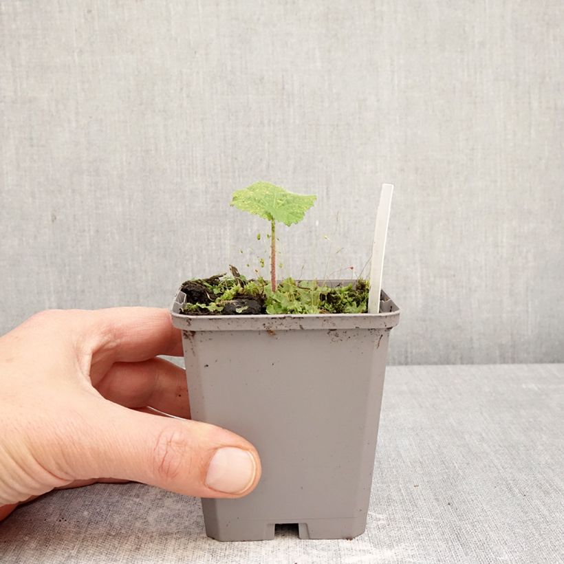 Alcea rosea 'Simplex' 7/8 cm pot sample as delivered in spring