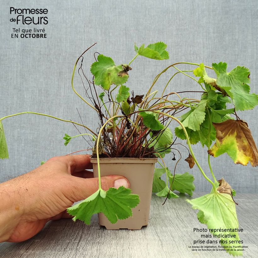 Alchemilla epipsila  8/9 cm pot sample as delivered in autumn