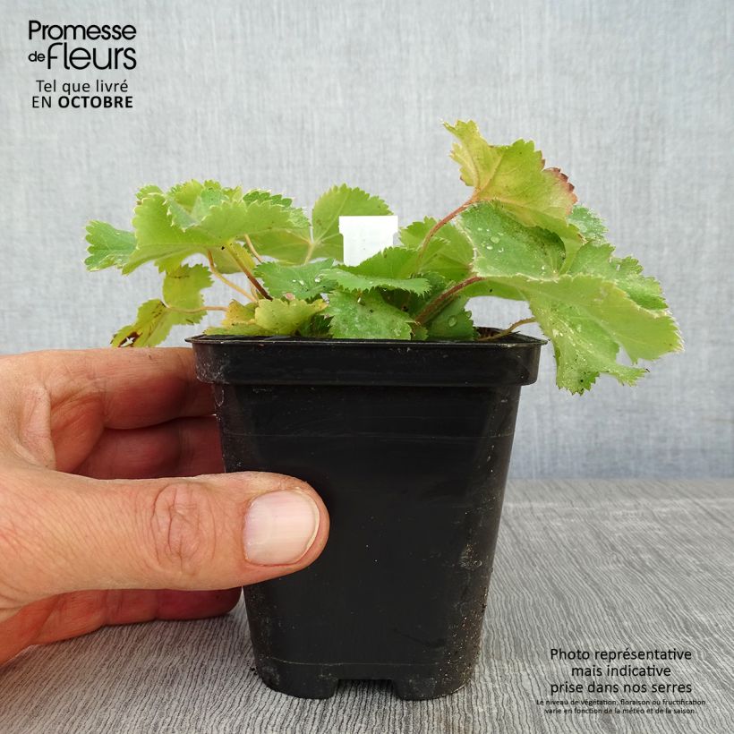 Alchemilla mollis Thriller 8/9 cm pot sample as delivered in autumn