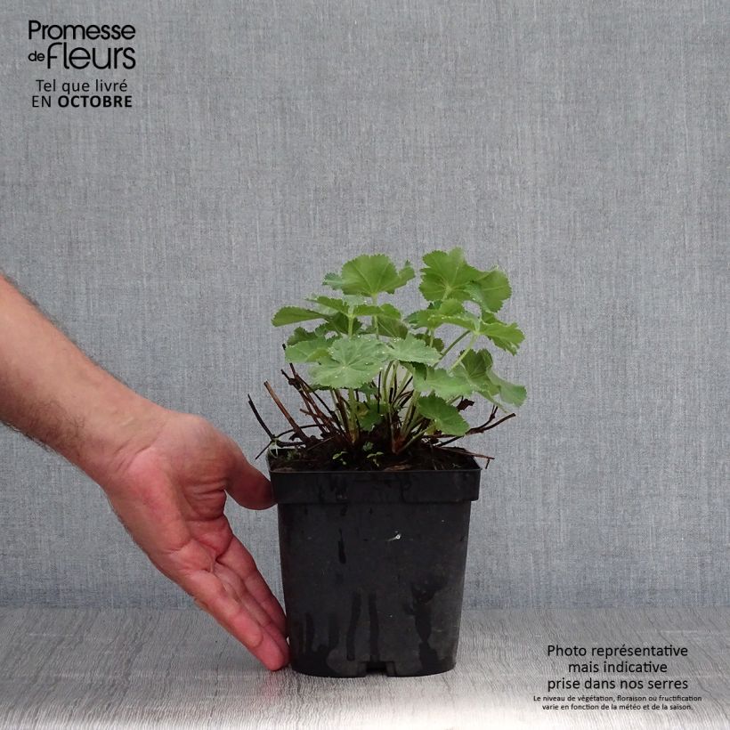 Alchemilla mollis Thriller 2L/3L pot sample as delivered in autumn
