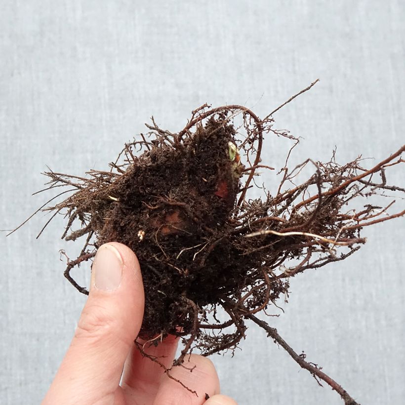 Alchemilla mollis Thriller Bare root sample as delivered in winter
