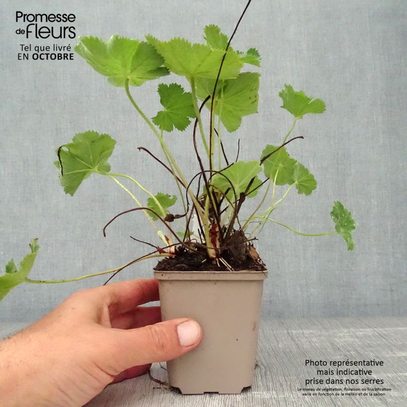 Alchemilla vulgaris  8/9 cm pot sample as delivered in autumn