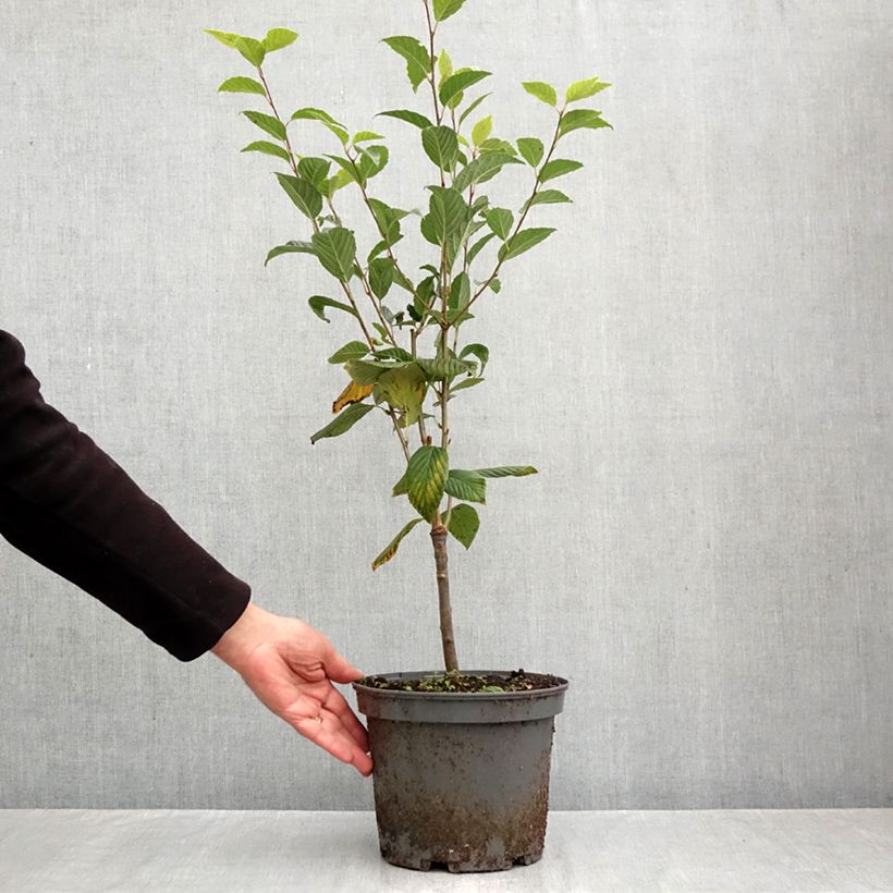 Sorbus alnifolia Red Bird 4L/5L pot sample as delivered in autumn