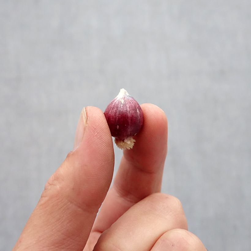 Allium amplectens Graceful Bulb size 5+ sample as delivered in autumn