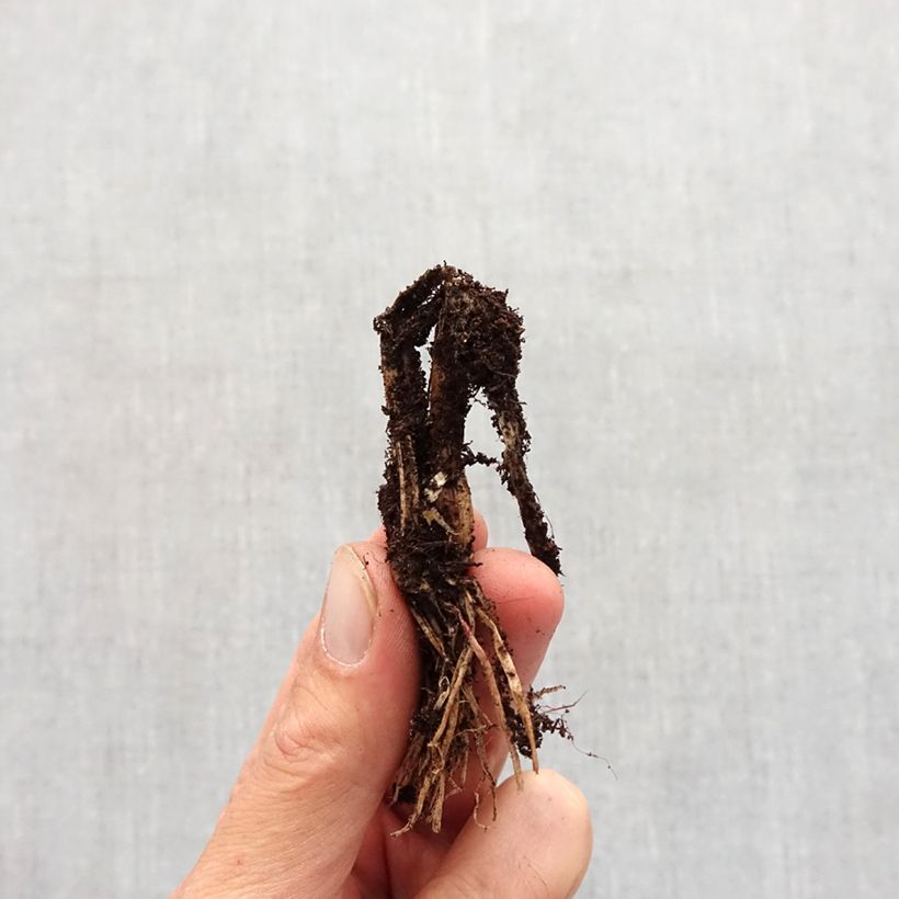 Allium ledebourianum Bulb size I sample as delivered in autumn