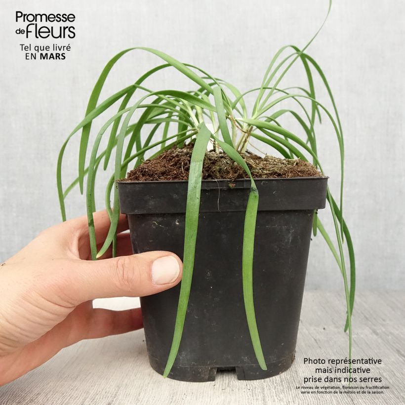 Garlic Chives Cliffs of Dover - Allium tuberosum 8/9 cm pot sample as delivered in spring