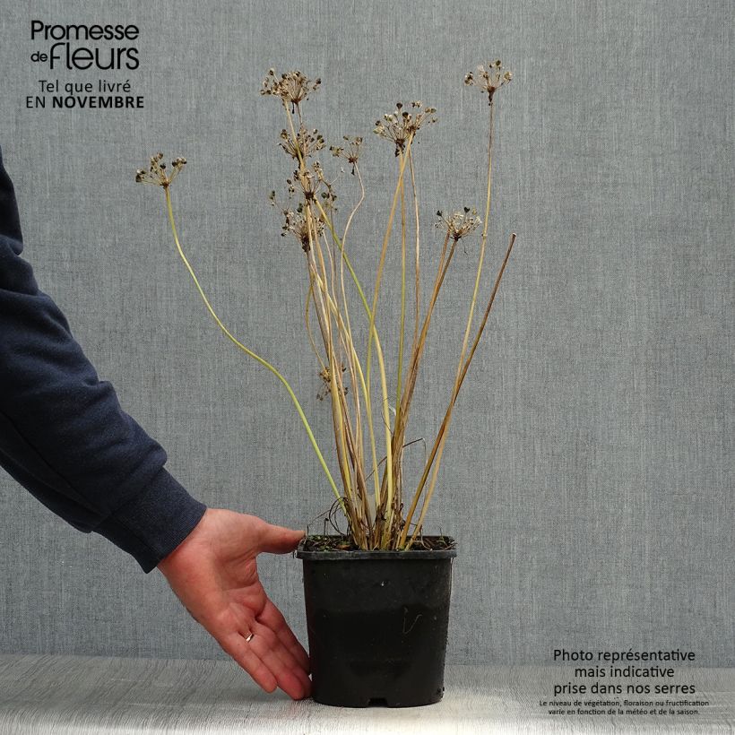 Garlic Chives Cliffs of Dover - Allium tuberosum 2L/3L pot sample as delivered in autumn