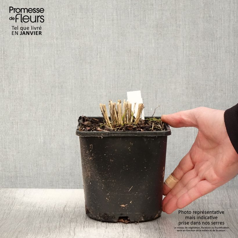 Garlic Chives Cliffs of Dover - Allium tuberosum 2L/3L pot sample as delivered in winter