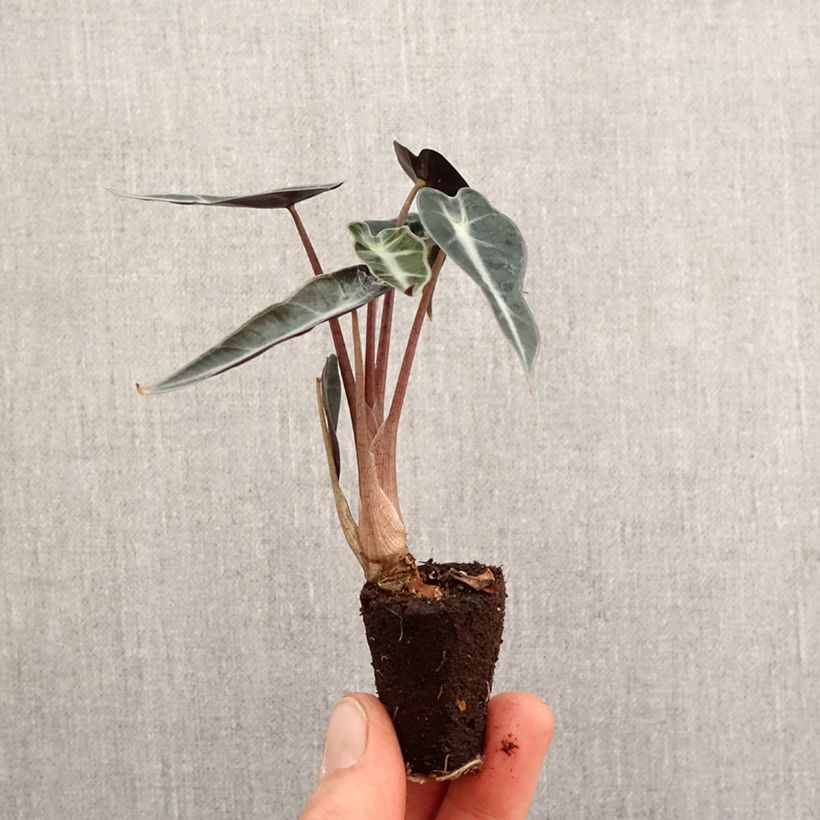 Alocasia Curly Bambino - Elephant's Ear Mini-plante sample as delivered in spring