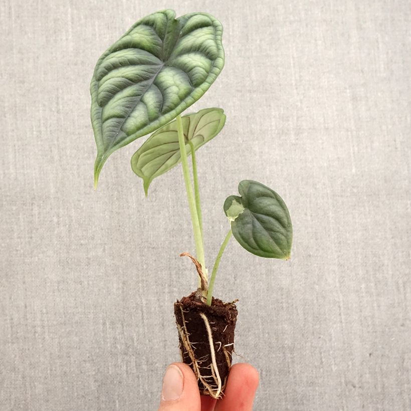 Alocasia Dragon Scale - Elephant's Ear Mini-plante sample as delivered in spring