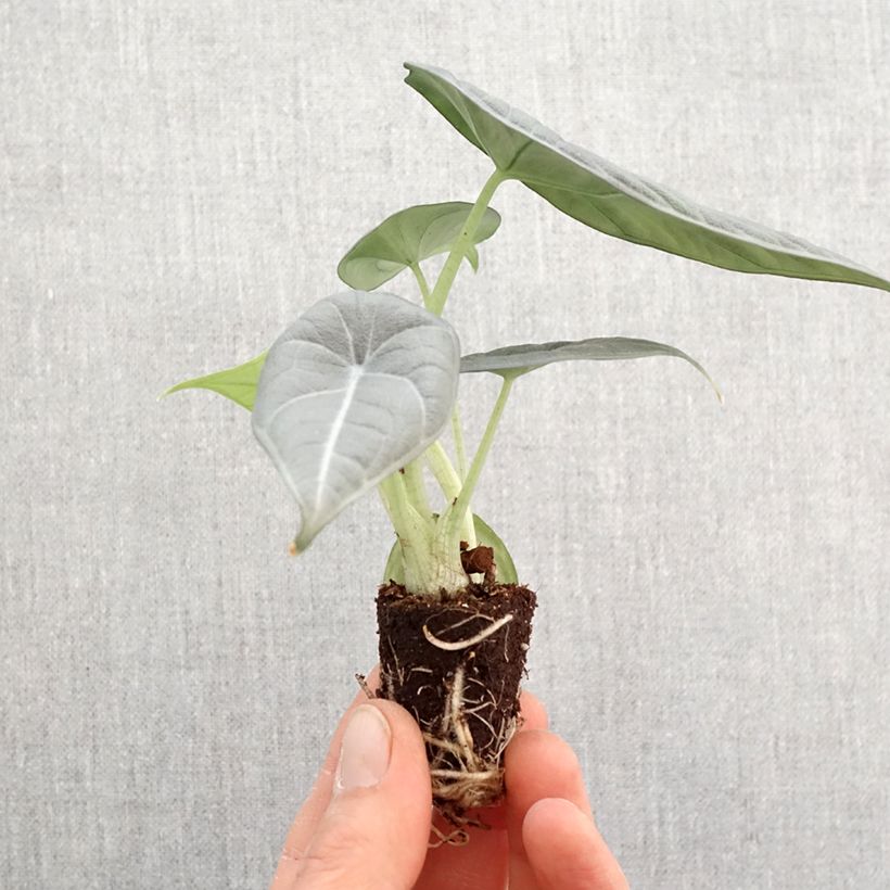 Alocasia reginula x melo Maharani - Elephant's Ear Mini-plante sample as delivered in spring