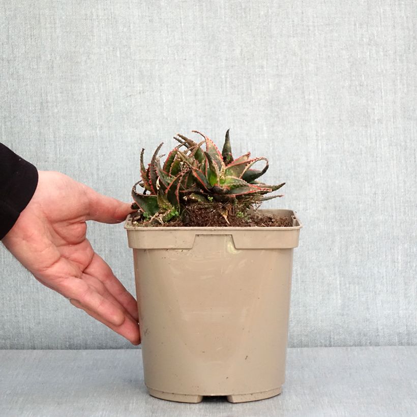 Aloe Christmas Carol  3L/4L pot sample as delivered in winter