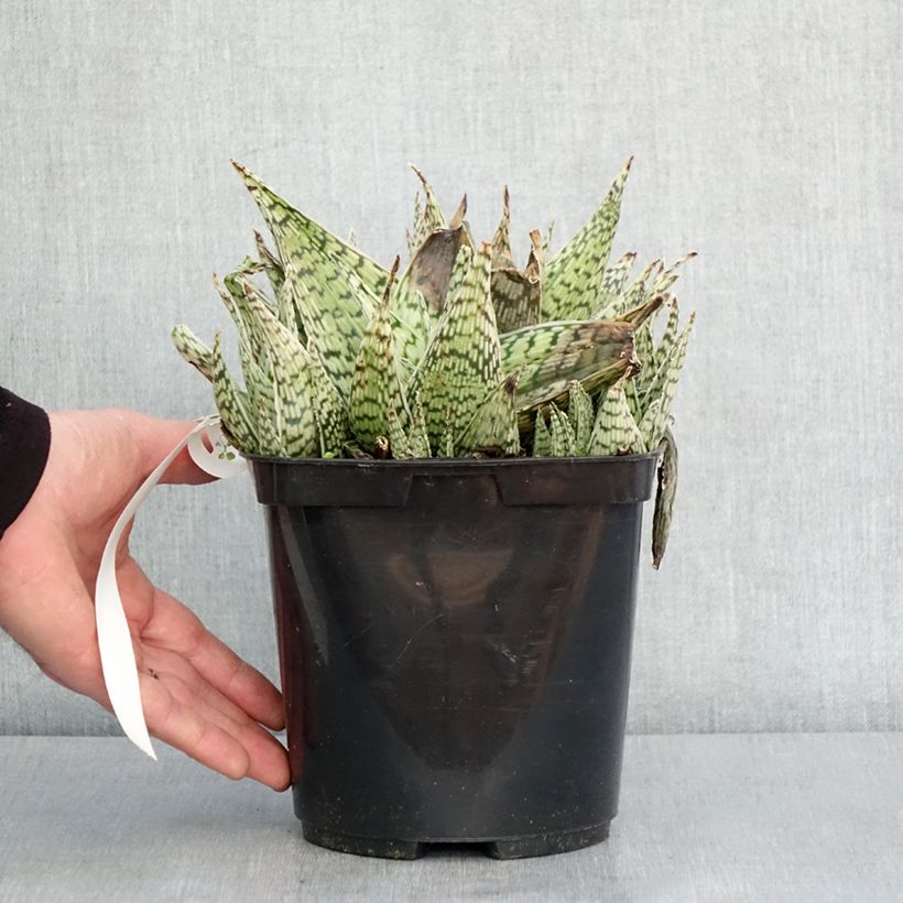 Aloe Delta Lights 3L/4L pot sample as delivered in winter