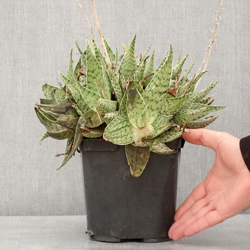 Aloe harlana 3L/4L pot sample as delivered in winter