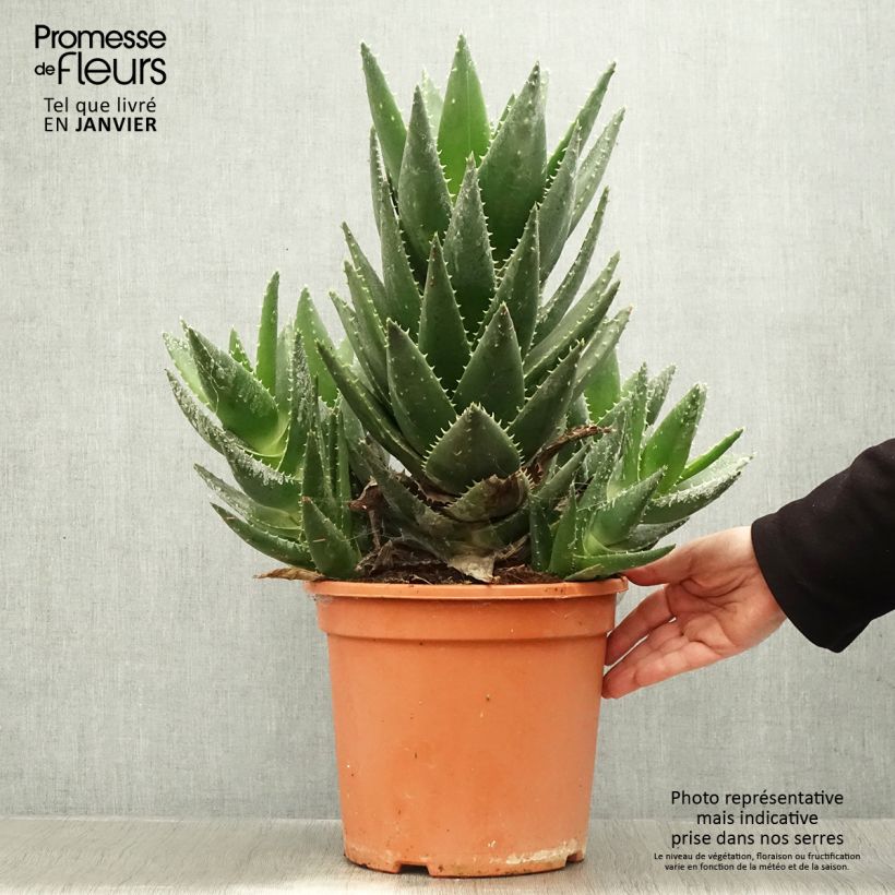 Aloe perfoliata (mitriformis)   7.5L/10L pot sample as delivered in winter