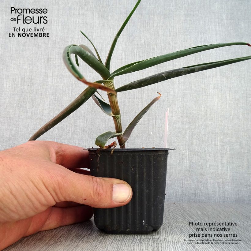 Aloe striatula ArticJungle 8/9 cm pot sample as delivered in autumn