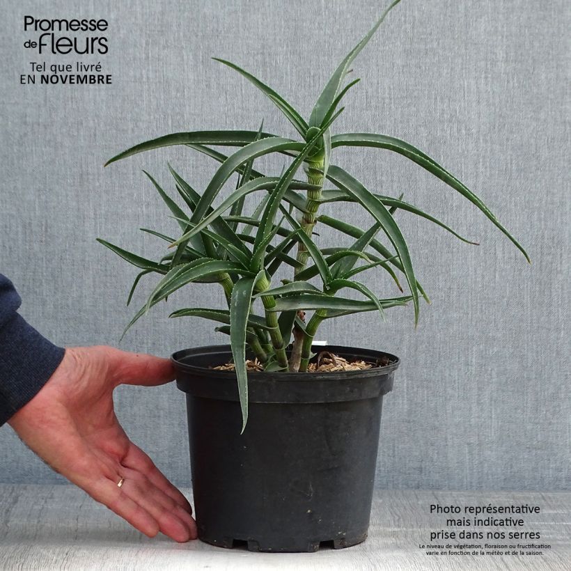 Aloe striatula 2L/3L pot sample as delivered in autumn