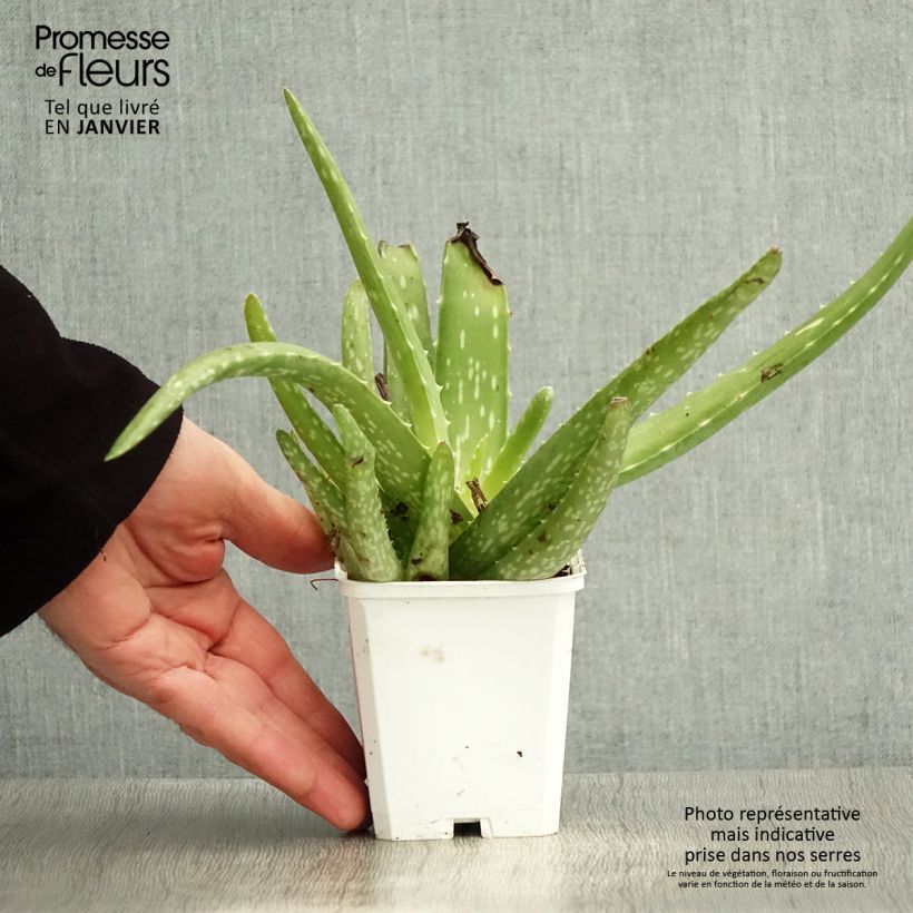 Aloe vera  7/8 cm pot sample as delivered in winter