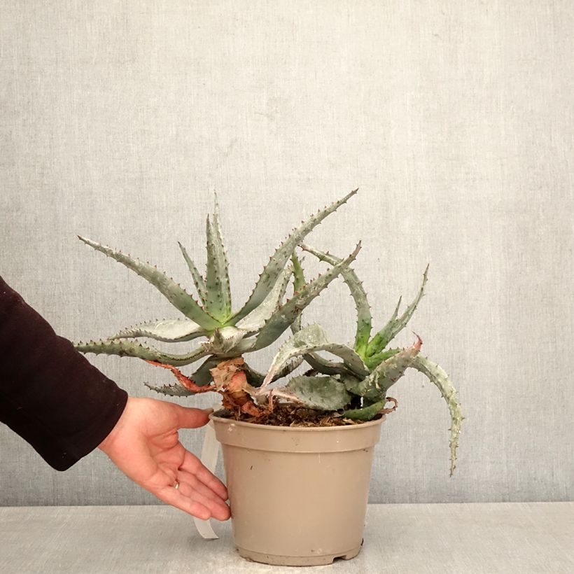 Aloe ferox  4L/5L pot sample as delivered in spring
