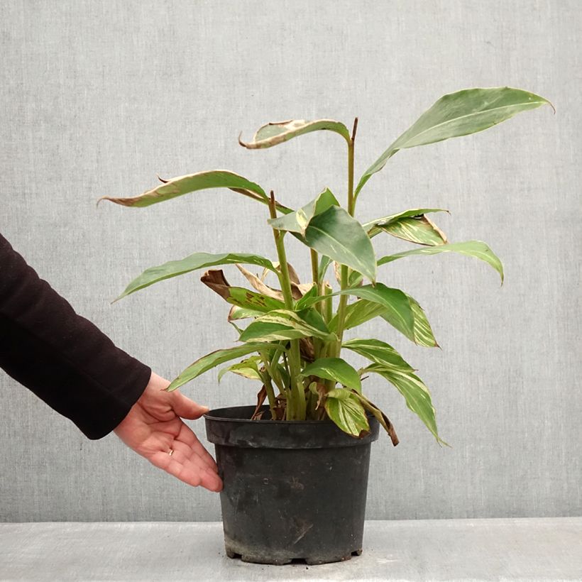 Alpinia zerumbet Variegata 4L/5L pot sample as delivered in winter
