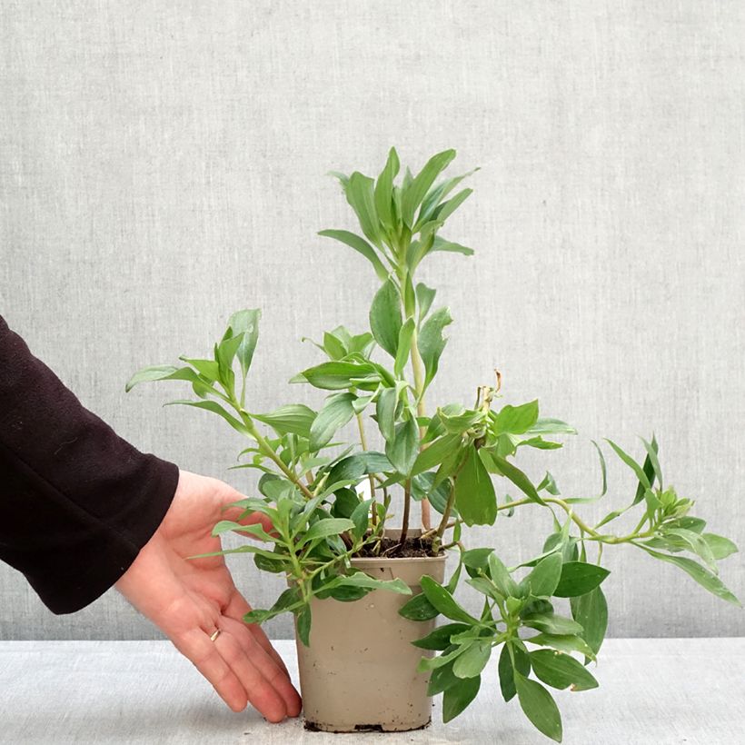 Alstroemeria Duc d'Anjou Edouard 1L/1.5L pot sample as delivered in spring