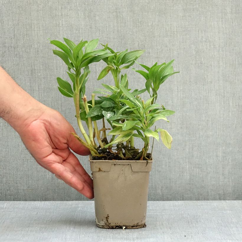 Alstroémère Duc d'Anjou François - Lys des Incas Pot de 1L/1,5L sample as delivered in spring