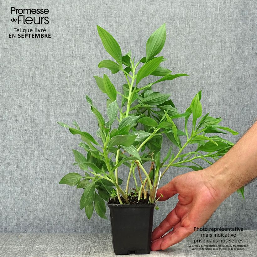 Alstroemeria  uc d'Anjou Jean 8/9 cm pot sample as delivered in autumn