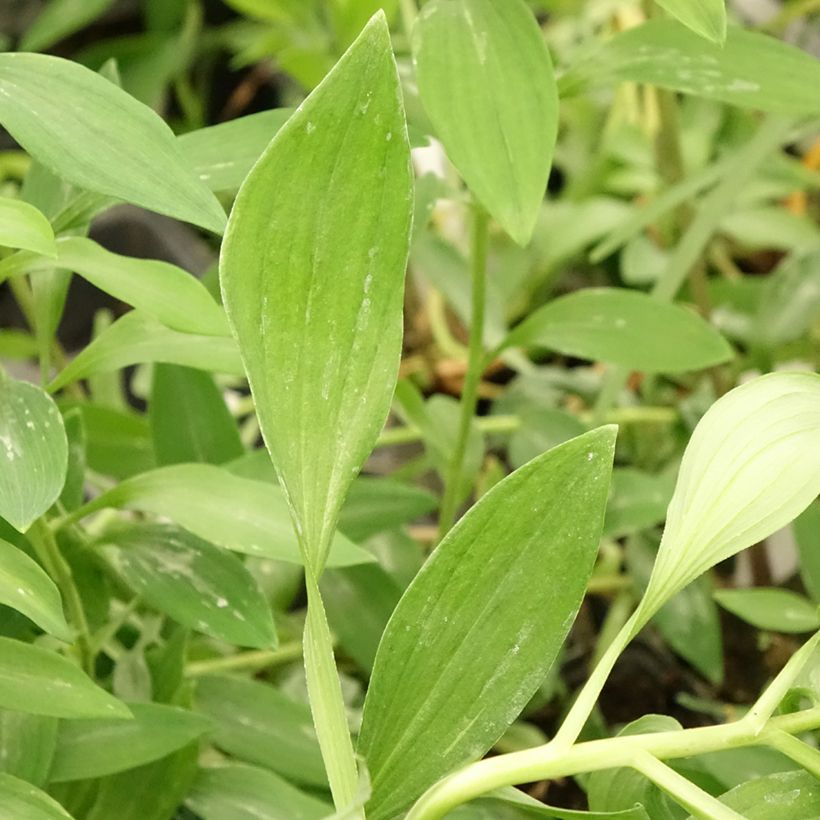 Alstroemeria uc d'Anjou Jean (Foliage)