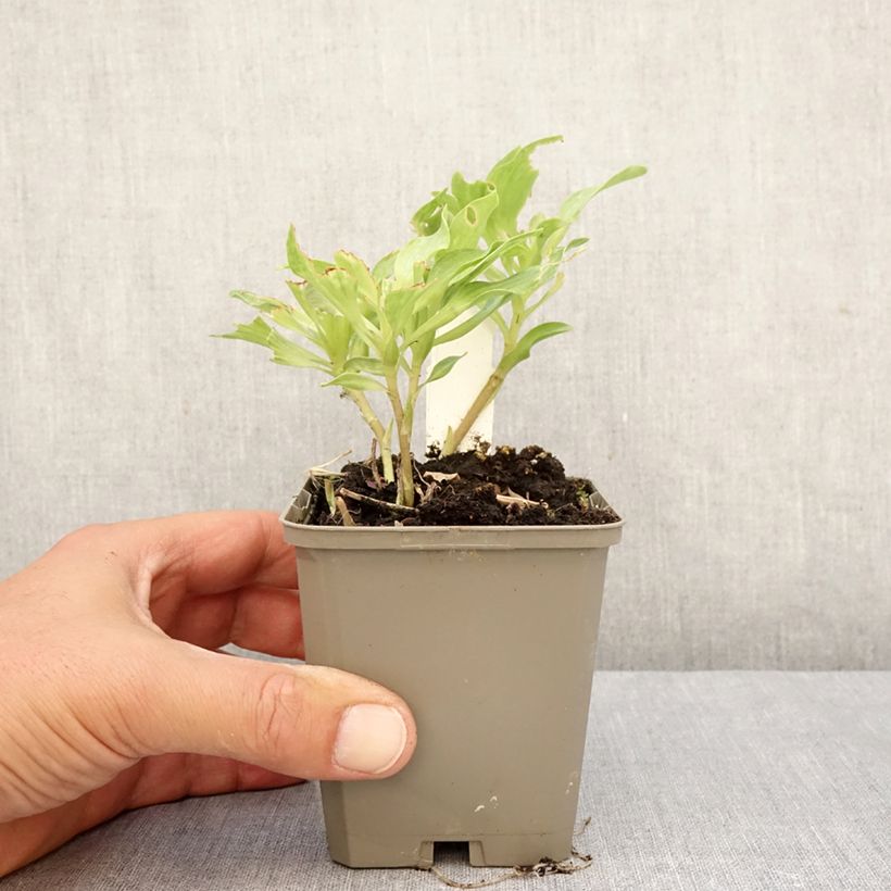 Alstroemeria Duc d'Anjou Louis 8/9 cm pot sample as delivered in autumn