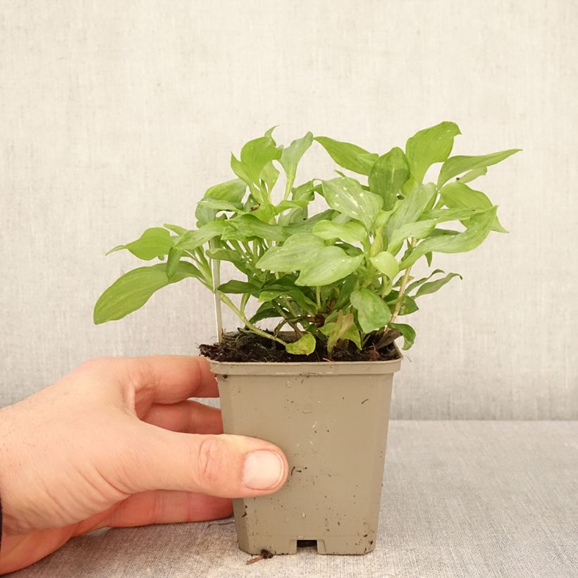 Alstroemeria Duc d'Anjou Louis 8/9 cm pot sample as delivered in spring