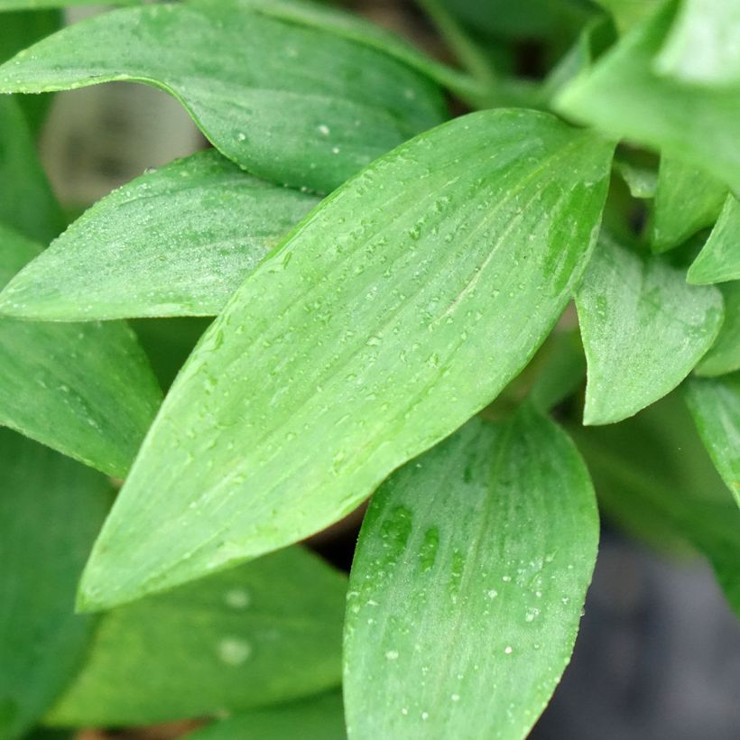 Alstroemeria Duc d'Anjou Pierre (Foliage)