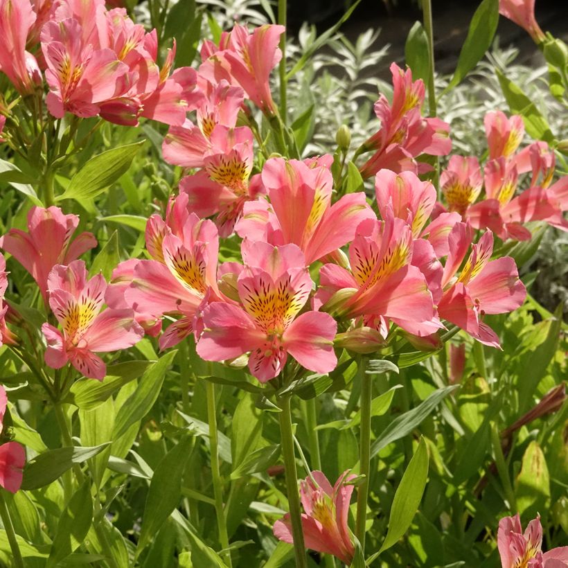 Alstroemeria Duc d'Anjou Pierre (Plant habit)