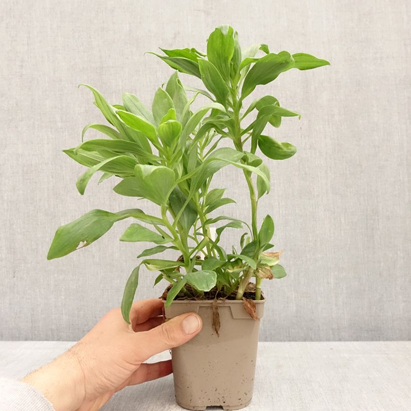 Alstroemeria Duc d'Anjou Pierre 1L/1.5L pot sample as delivered in spring