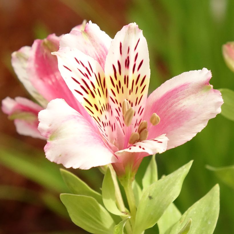 Alstroemeria Duc d'Anjou William (Flowering)