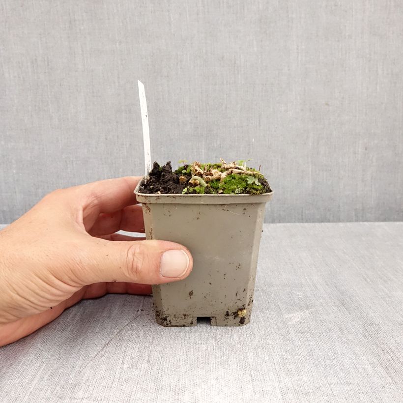 Alstroemeria Duchesses d'Anjou Anne 8/9 cm pot sample as delivered in autumn