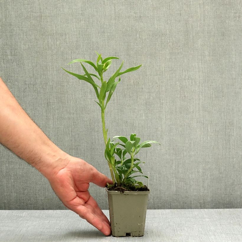 Alstroemeria Duchesses d'Anjou Emilie 8/9 cm pot sample as delivered in spring