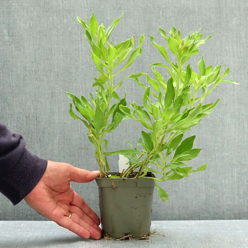 Alstroemeria Duchesses d'Anjou Valentine 1L/1.5L pot sample as delivered in summer