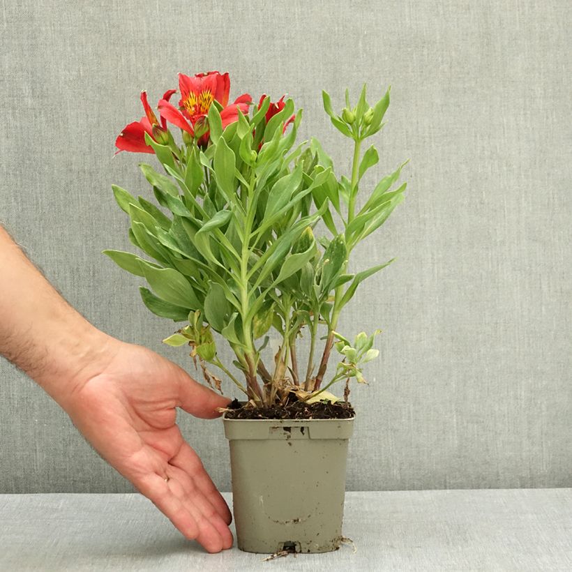 Alstroemeria Duchesses d'Anjou Diane 1L/1.5L pot sample as delivered in summer