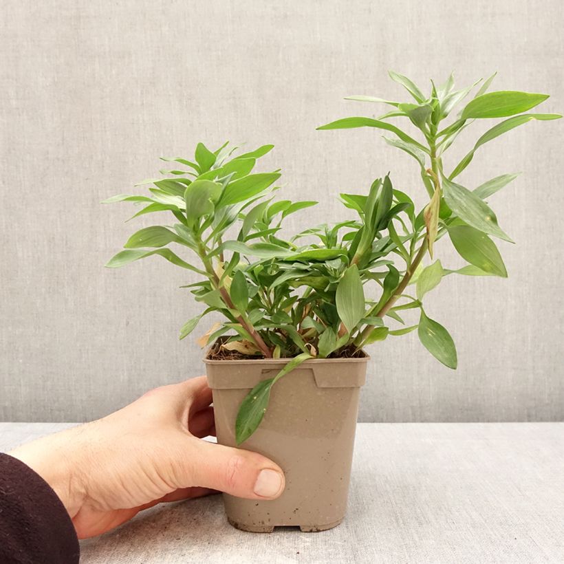 Alstroemeria Duchesses d'Anjou Marguerite 1L/1.5L pot sample as delivered in spring